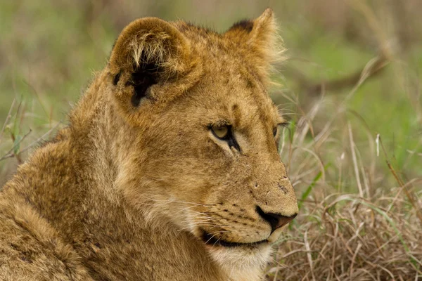 Leone - Sud Africa — Foto Stock