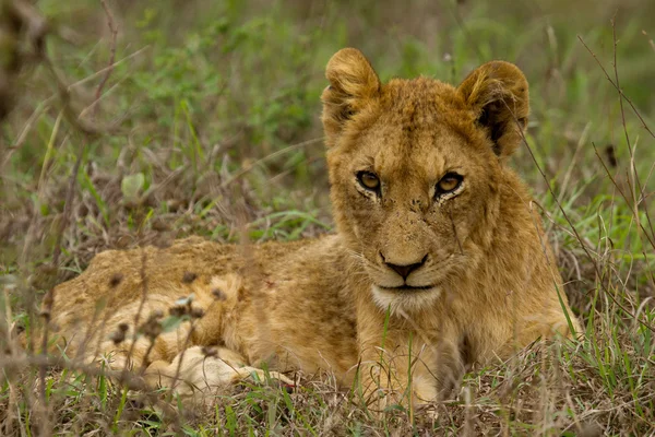 Lion - Sydafrika — Stockfoto