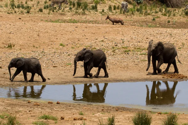 Elefante - Sudáfrica —  Fotos de Stock