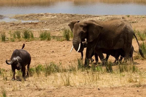 Elephant - South Africa — Stock Photo, Image
