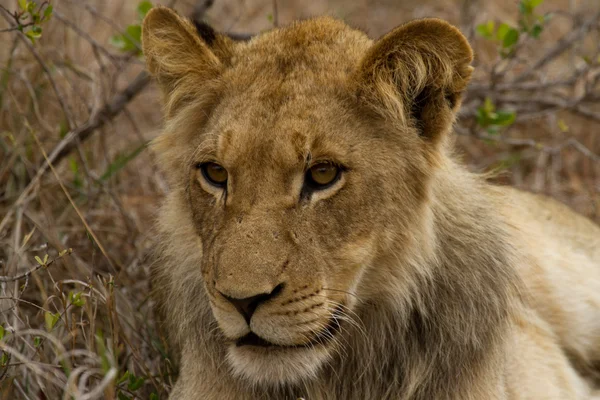 狮子-南非 — 图库照片