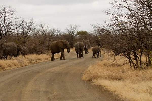 Elefant - Sydafrika — Stockfoto