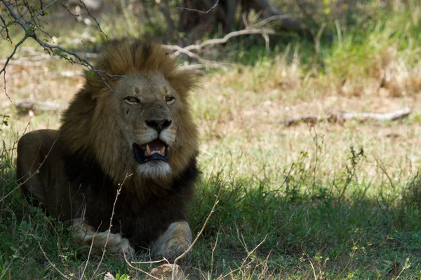 Aslan - Güney Afrika — Stok fotoğraf