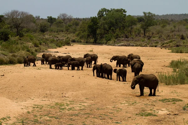 Elefant - Südafrika — Stockfoto