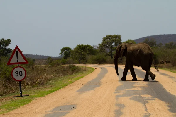 Elefante - Sudáfrica — Foto de Stock