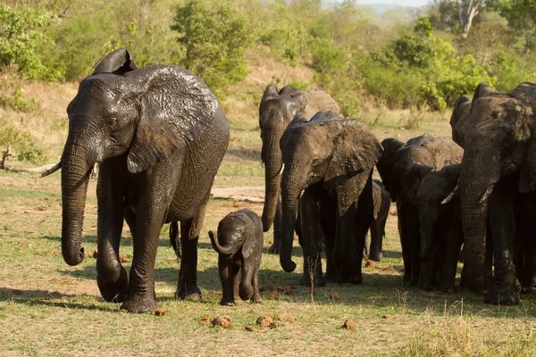 Elephant - South Africa — Stock Photo, Image