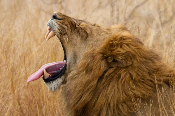 狮子-南非 — 图库照片#
