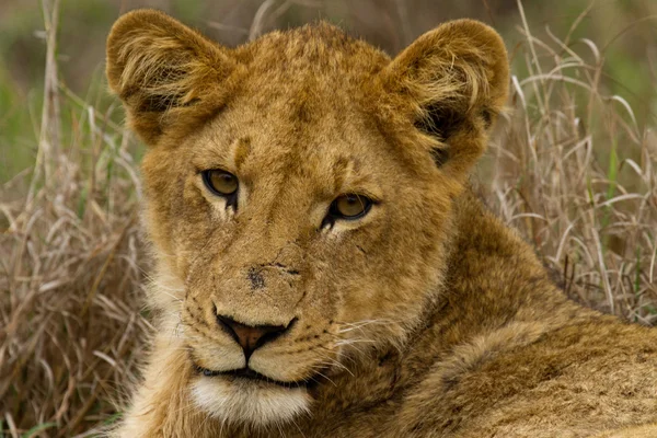 Aslan - Güney Afrika — Stok fotoğraf