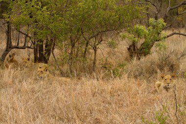 Aslan - Güney Afrika