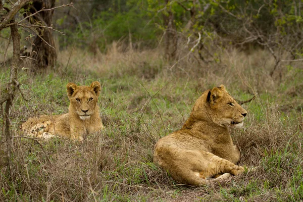 Aslan - Güney Afrika — Stok fotoğraf