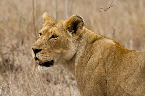 Lion - Sydafrika - Stock-foto