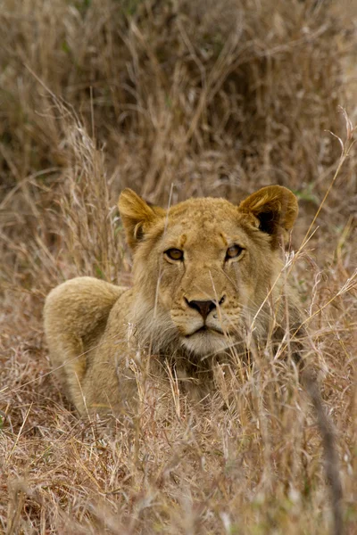 Lion - Sydafrika - Stock-foto