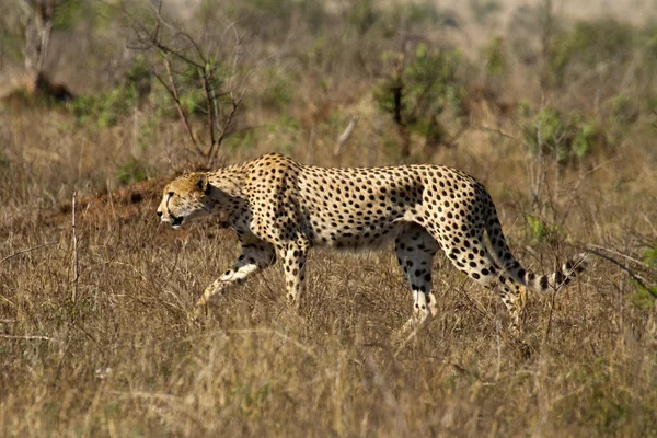 Cheetah - Zuid-Afrika — Stockfoto