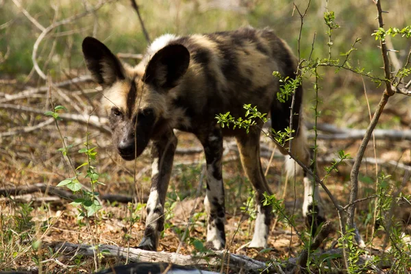 Wild Dog - South Africa — Stock Photo, Image