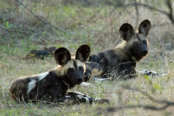 Cão selvagem - África do Sul — Fotografia de Stock