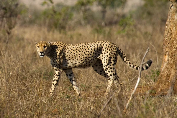 Cheetah - África do Sul — Fotografia de Stock