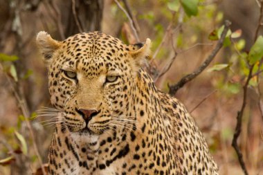 Leopar - Güney Afrika