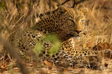Leopar - Güney Afrika