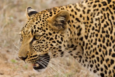 Leopar - Güney Afrika