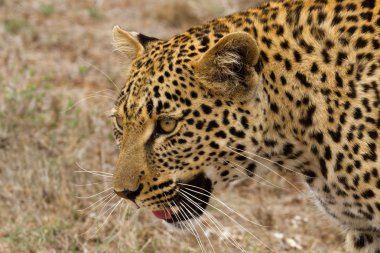 Leopar - Güney Afrika