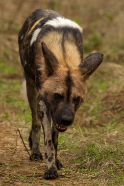 Vahşi köpek - Güney Afrika