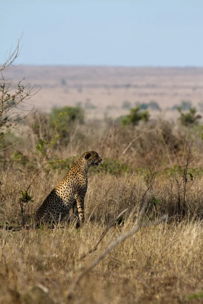 Cheetah - South Africa — Stock Photo, Image