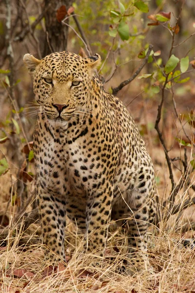 Leopar - Güney Afrika — Stok fotoğraf