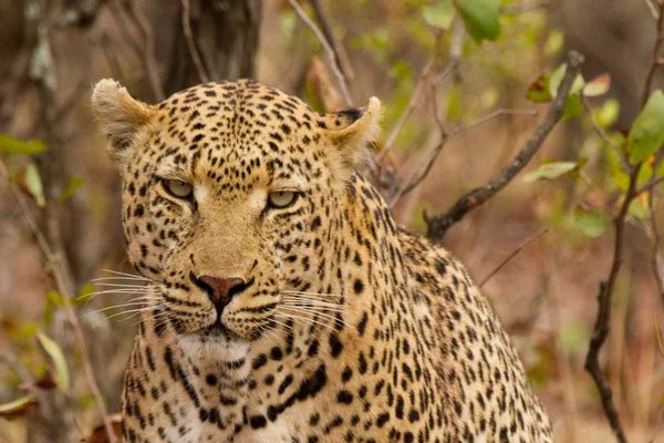 Leopardo - África do Sul — Fotografia de Stock