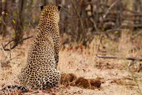 Leopard - South Africa — Stock Photo, Image