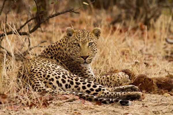 Leopardo - África do Sul — Fotografia de Stock