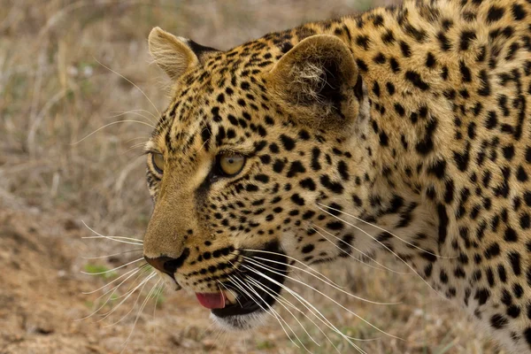 Leopardo - África do Sul — Fotografia de Stock