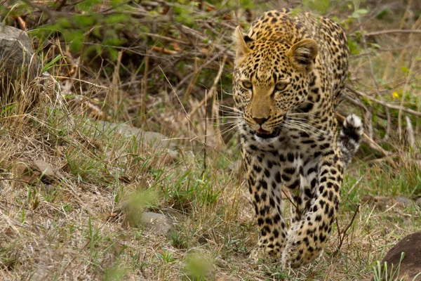 Leopardo - África do Sul — Fotografia de Stock