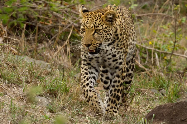 Leopard - Νότια Αφρική — Φωτογραφία Αρχείου