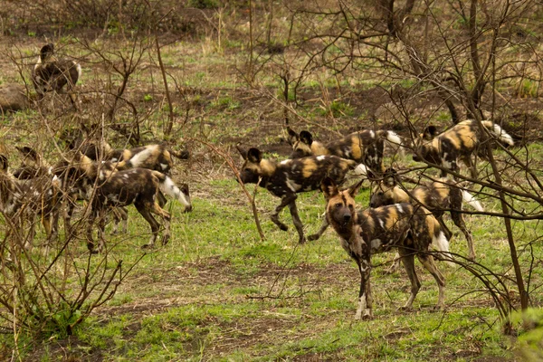 Wild Dog - South Africa — Stock Photo, Image
