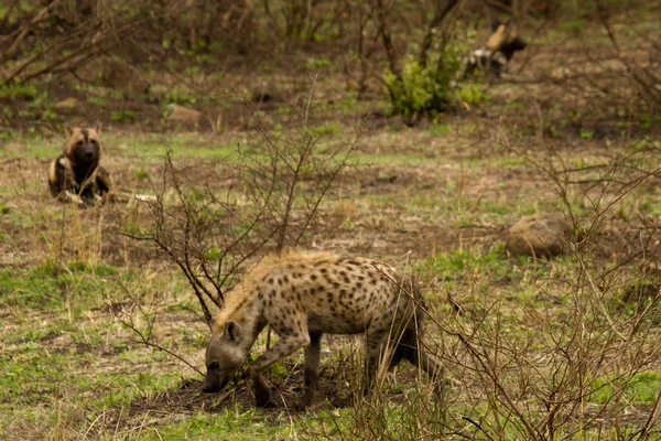 Hyäne and Wild Dog - South Africa — Stock Photo, Image