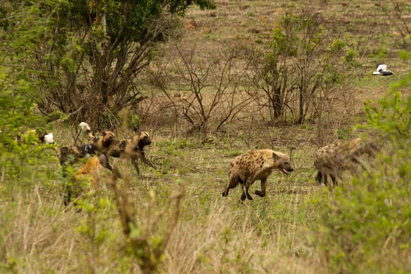 Hyäne and Wild Dog - South Africa — Stock Photo, Image