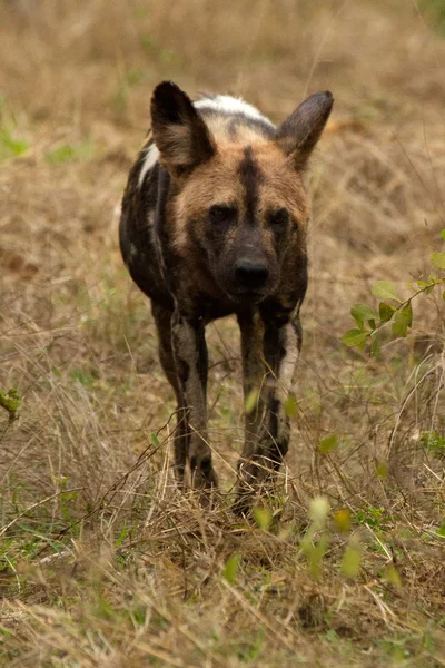 Cão selvagem - África do Sul — Fotografia de Stock