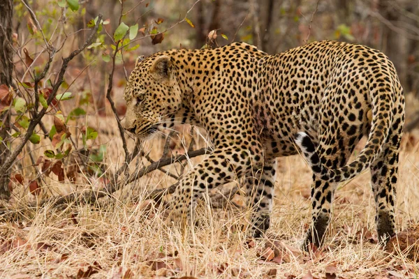Leopard - Νότια Αφρική — Φωτογραφία Αρχείου