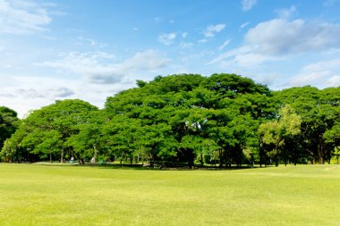 yeşil çimenler tarlada