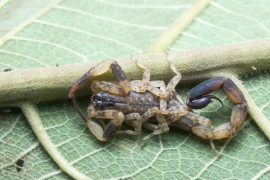 Akrep üzerindeki yeşil yaprak