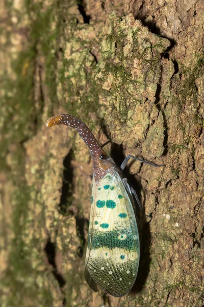 Lanternflies (Pyrops candelaria) — Zdjęcie stockowe