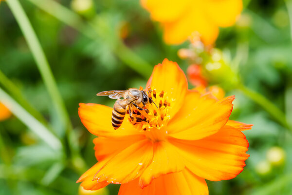 Honey Bee on Yellow Flower, Close Up Macro