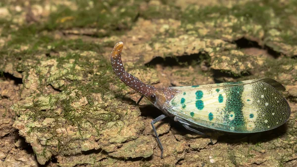 Lanternflies (Pyrops candelaria) — Stock Photo, Image