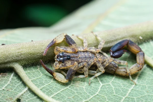 Scorpion på ett grönt blad — Stockfoto