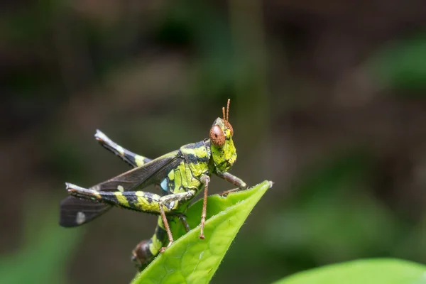 Monkey Grasshopper  in the forests of Thailand. — Stock Photo, Image