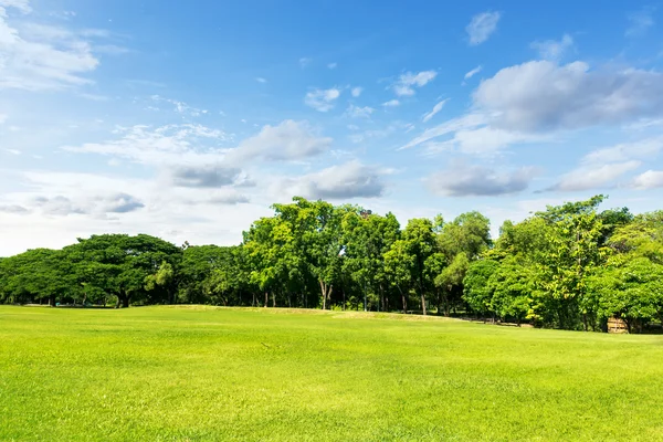 Erba verde su un campo Immagine Stock