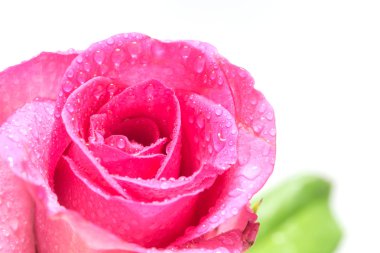 pembe Gül kadar güzel yakın