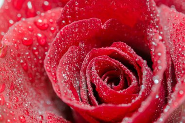 Güzel kırmızı gül.