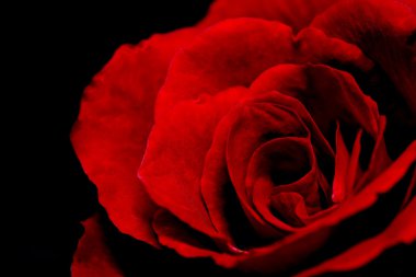 Güzel kırmızı gül.