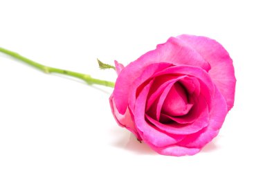 pembe Gül kadar güzel yakın